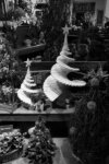 Roma: Christmas Stairs