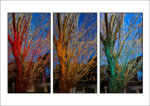 ColourPeriodTree5164-6-7