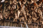 Tobacco, Countryside near Pinar del Rio, Cuba