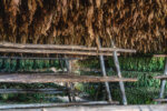 Tobacco, Countryside near Pinar del Rio, Cuba