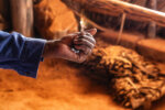 The Making of a Cigar (1/15), Contryside near Viñales, Cuba