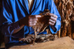The Making of a Cigar (3/15), Contryside near Viñales, Cuba