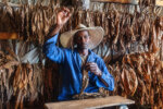 The Making of a Cigar (4/15), Contryside near Viñales, Cuba